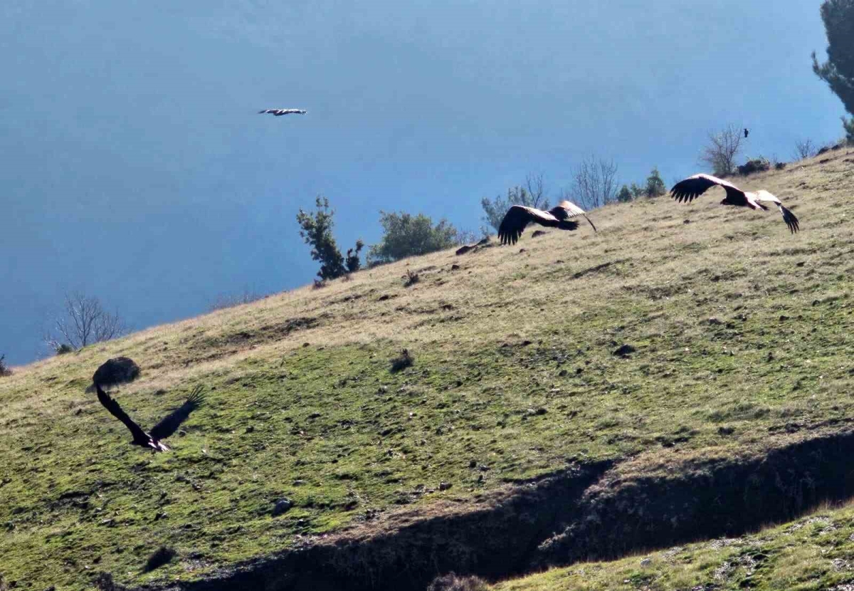 Kahramanmaraş’ta nesli tükenmekte olan akbabalar görüntülendi
