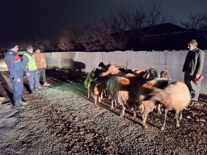 Malatyada kayıp koyunları jandarma buldu