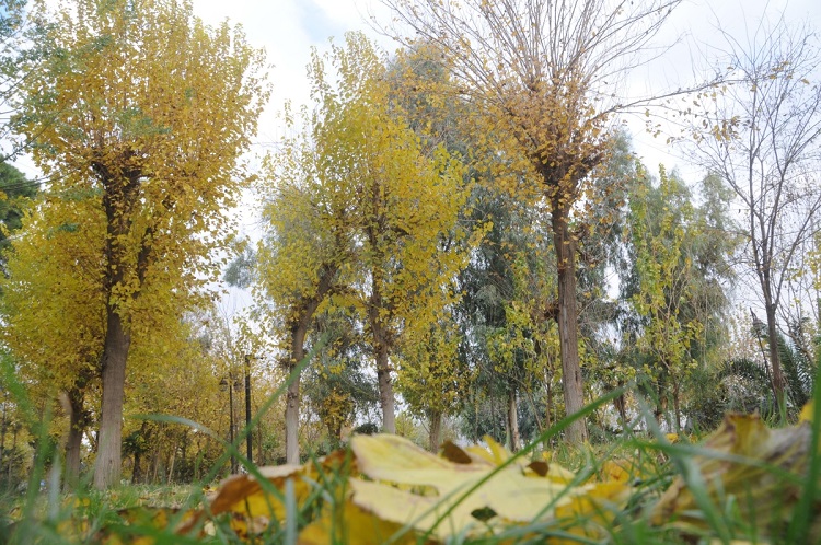 Sonbahar Dicle Nehri kenarını renk cümbüşüne çevirdi