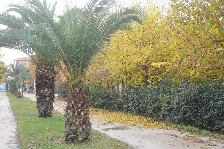 Sonbahar Dicle Nehri kenarını renk cümbüşüne çevirdi