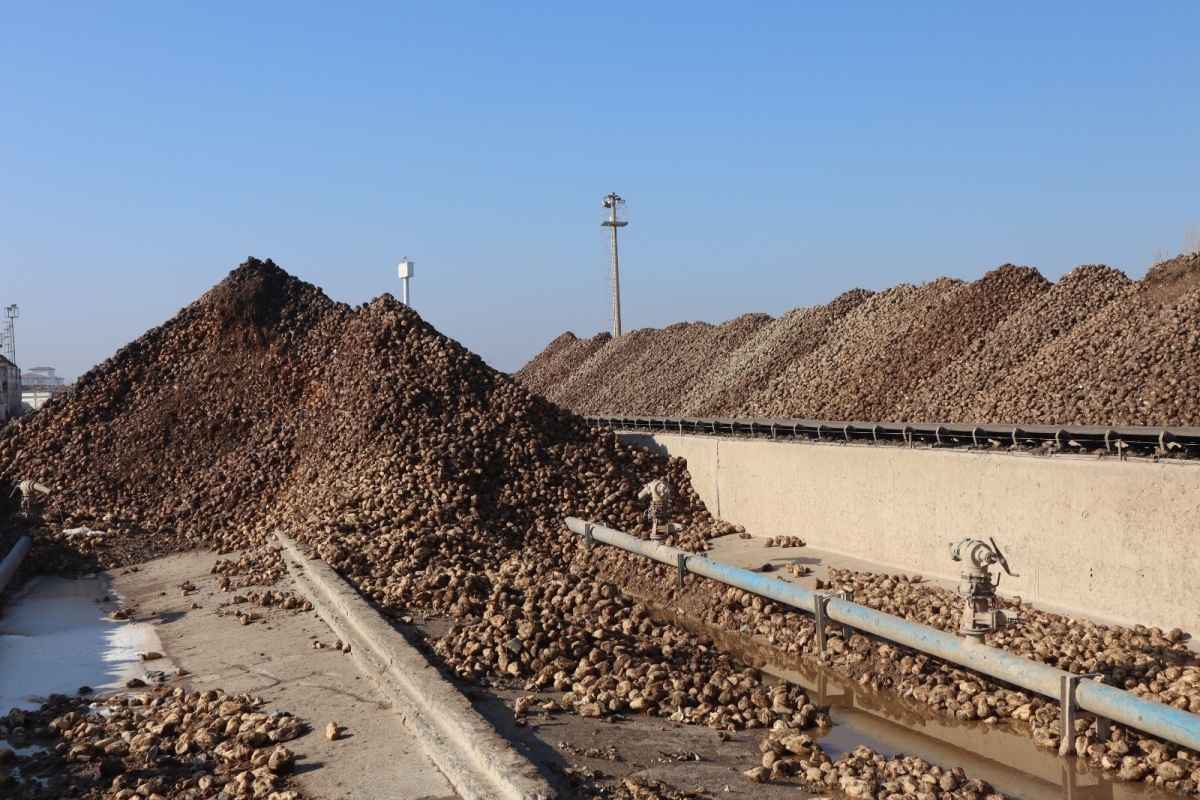 Malatya Şeker Fabrikası’nda bu yıl hedef 65 bin ton şeker üretimi 