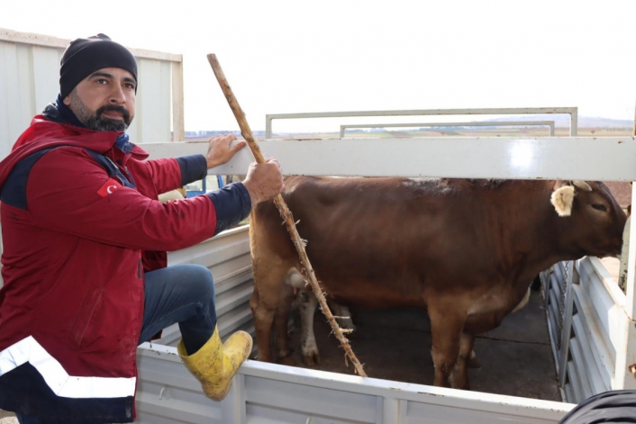 Çiftçilere 160 milyon değerindeki küçük ve büyükbaş hayvan dağıtıldı 