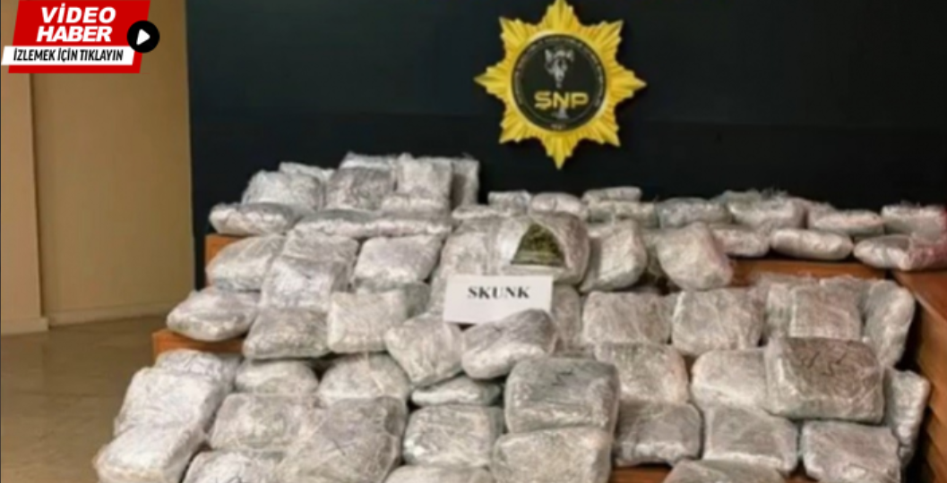 85 kilogram skunk ele geçirildi